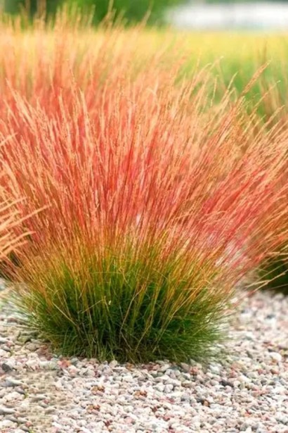 Вівсяниця блакитна/сиза ‘Валберла’|Festuca ‘Walberla’|Овсяница голубая/серая ‘Валберла’